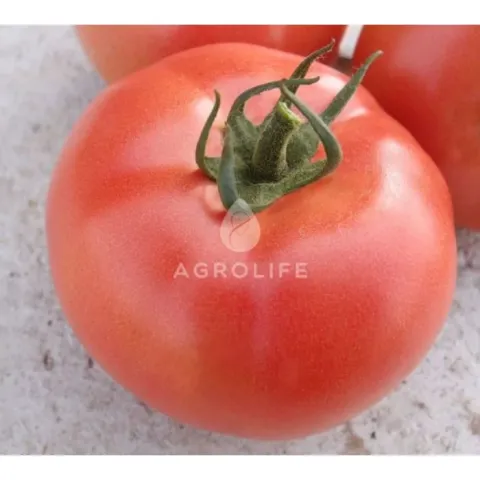 Крупный красный помидор с логотипом AGROLIFE на поверхности. - ВП 2