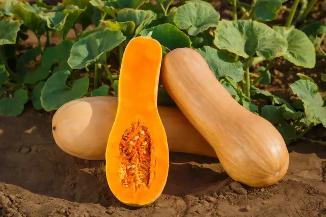 Bykovchanka squash on ground with leaves