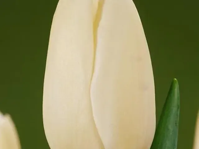 Катерина