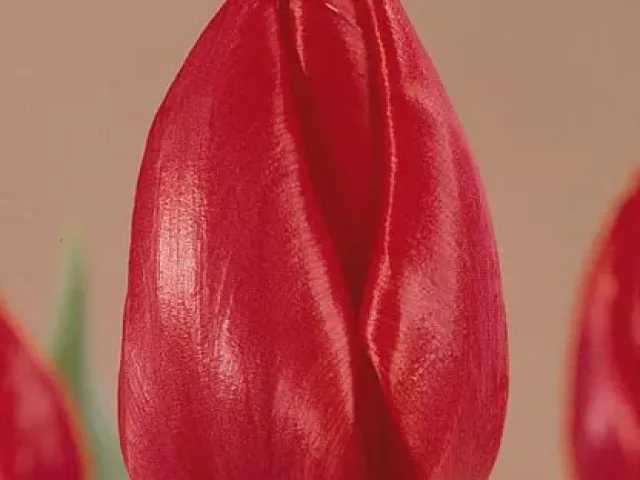 Cheirosa