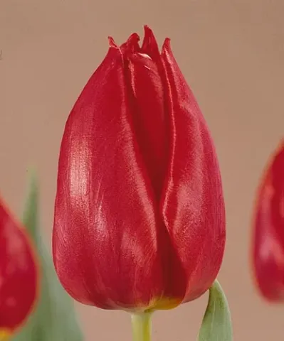 Red tulip on a neutral background - Cheirosa