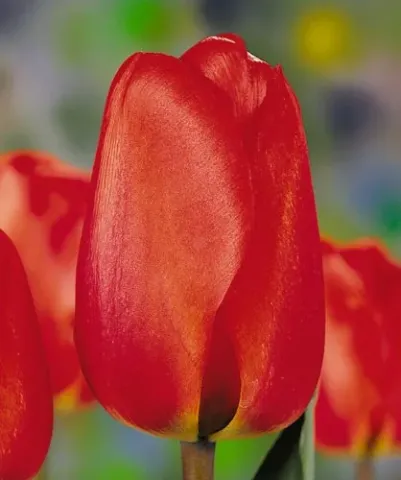 Red tulip variety Esmee against a background of other flowers