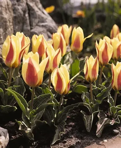 Yellow-red tulips against a stone background - Glück