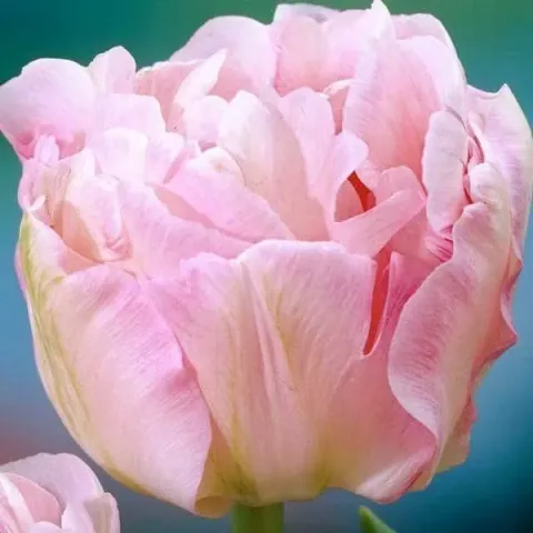 Close-up of a delicate pink tulip flower of the James V. Forrestal variety