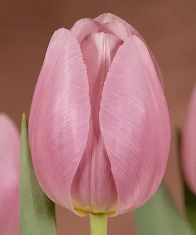 Pink tulip on background - Ladylike