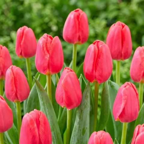 Blooming Lipgloss tulips