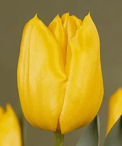 Yellow tulip on blurred background - Osaka