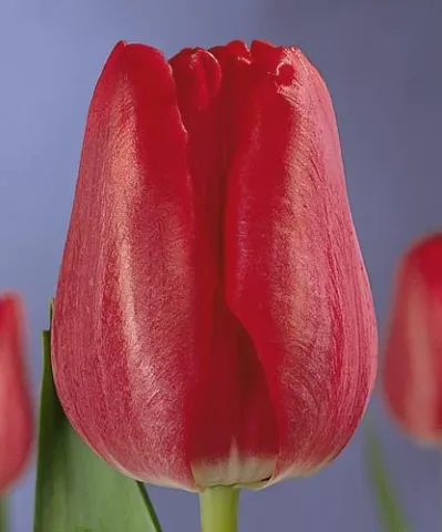 Red tulip of the Red Gander variety on a purple background