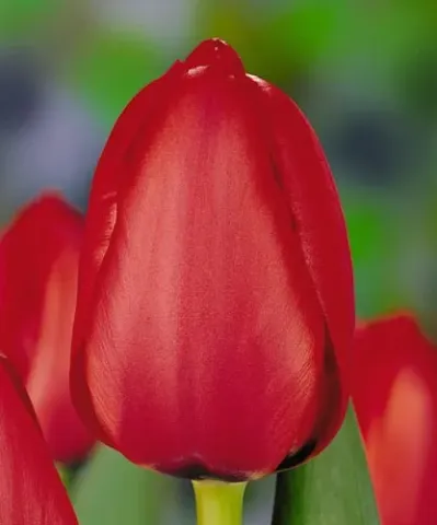 Red tulip of the Red Impression variety against a green background
