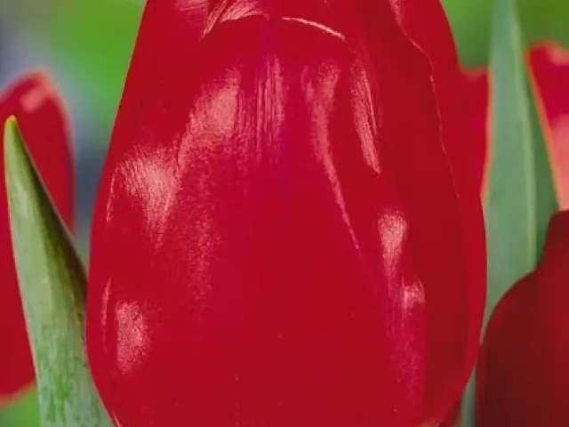 Red Power