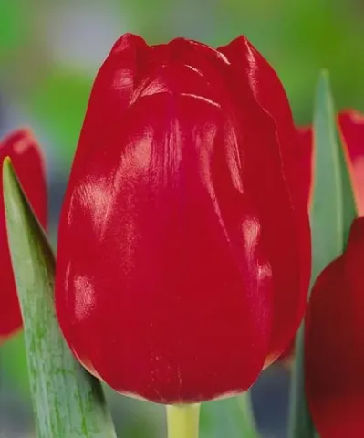 Close-up of a red tulip against green foliage - Red Power