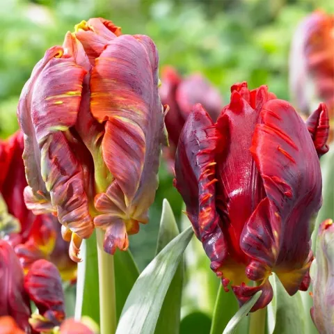 Blooming Rococo tulips in the garden