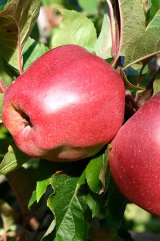Red apples of the Gloster variety on an apple tree branch with green leaves