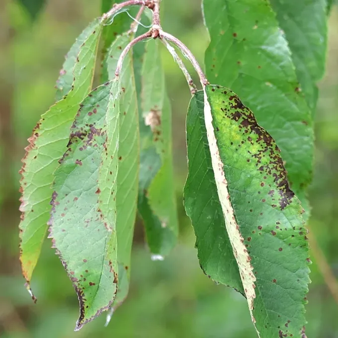 Cherry leaf spot