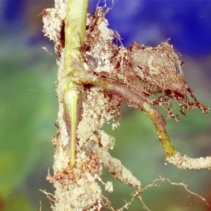 Southern blight