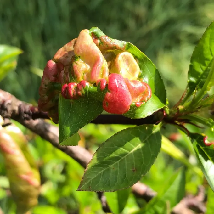Peach leaf curl