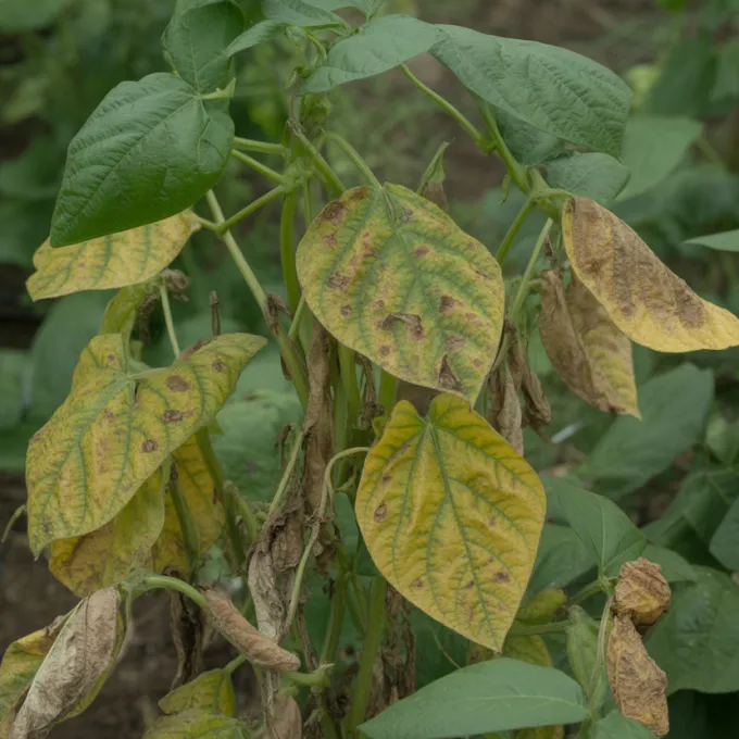 Common bacterial blight of bean