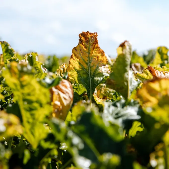 Beet yellows