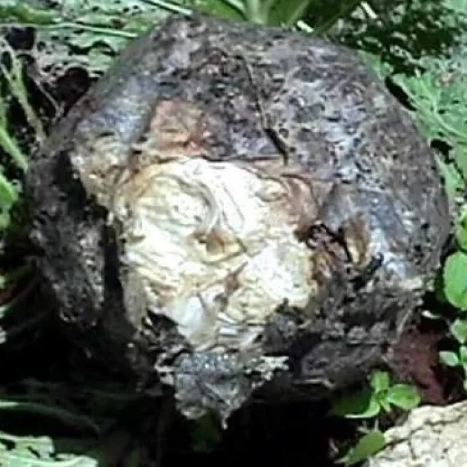 Корневая оспа маниока
