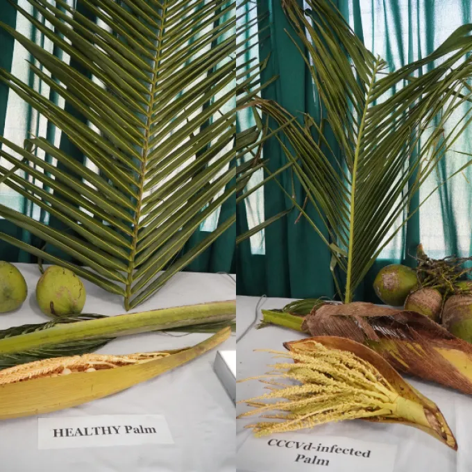 Coconut cadang-cadang