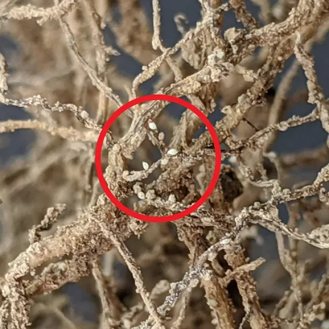 Corn cyst nematode