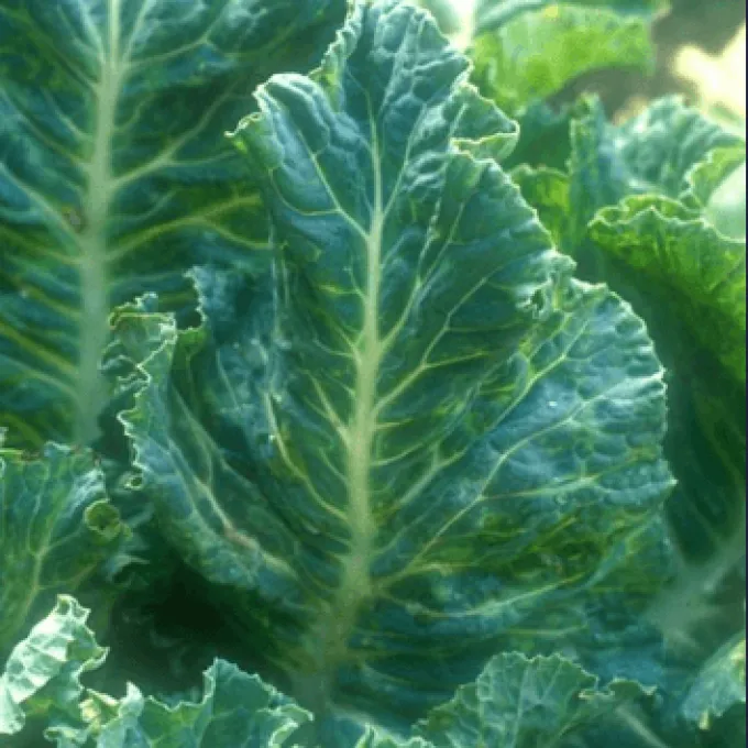 Brassica latent virus