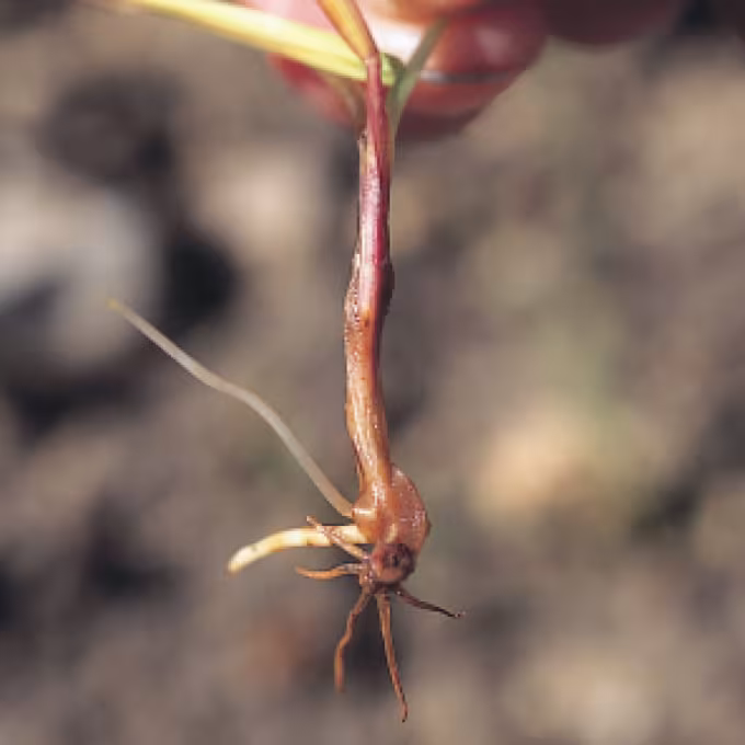 Pythium soft rot