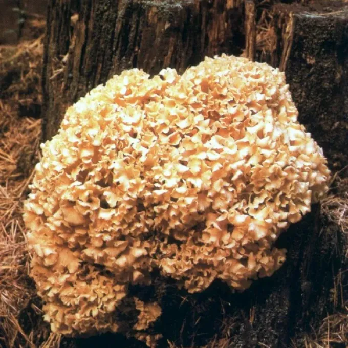 Cauliflower fungus