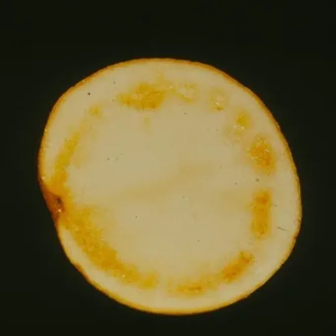 Bacterial wilt
