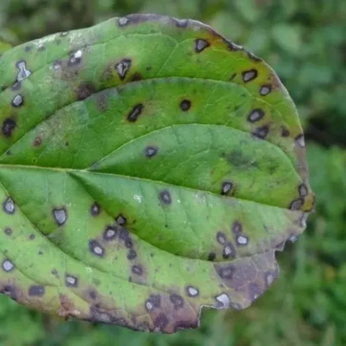 Mycosphaerella leaf spot
