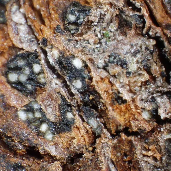 Dothiorella dieback