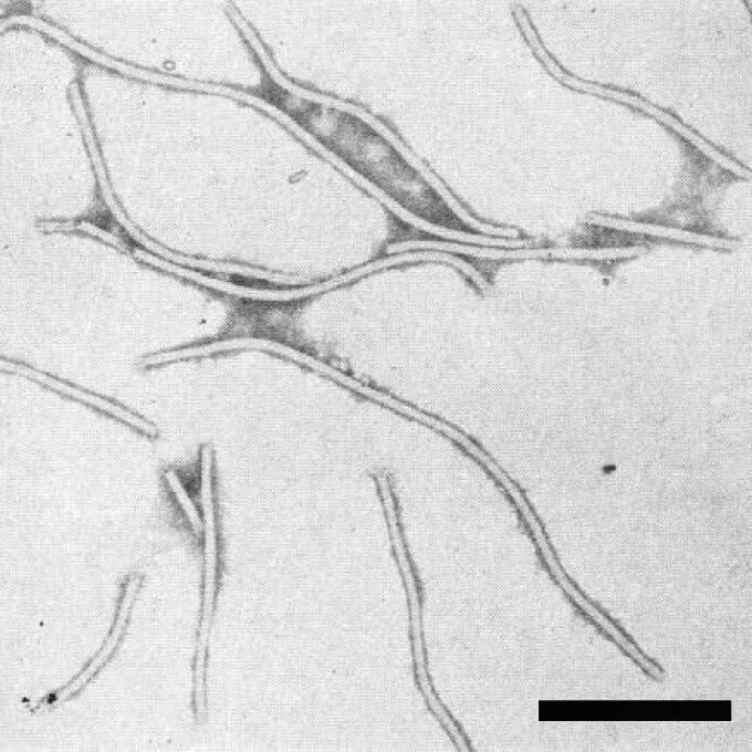 Oat necrotic mottle