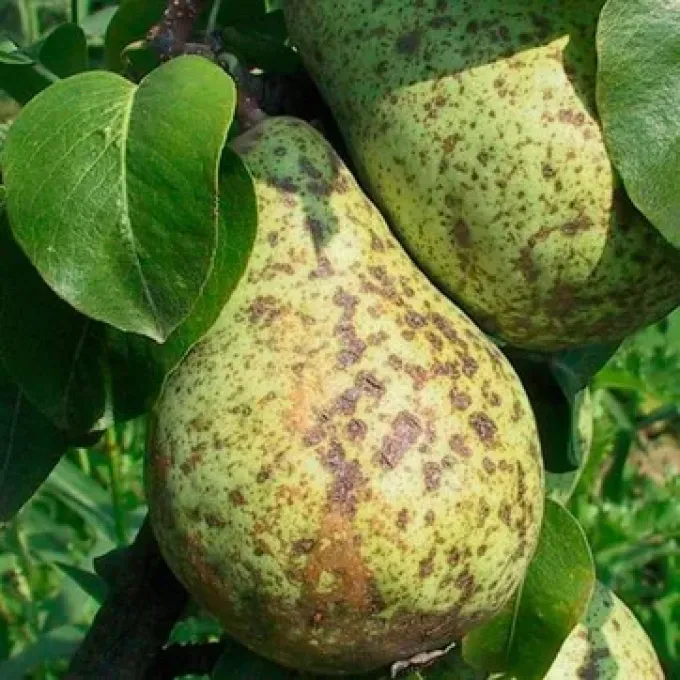 Pear scab