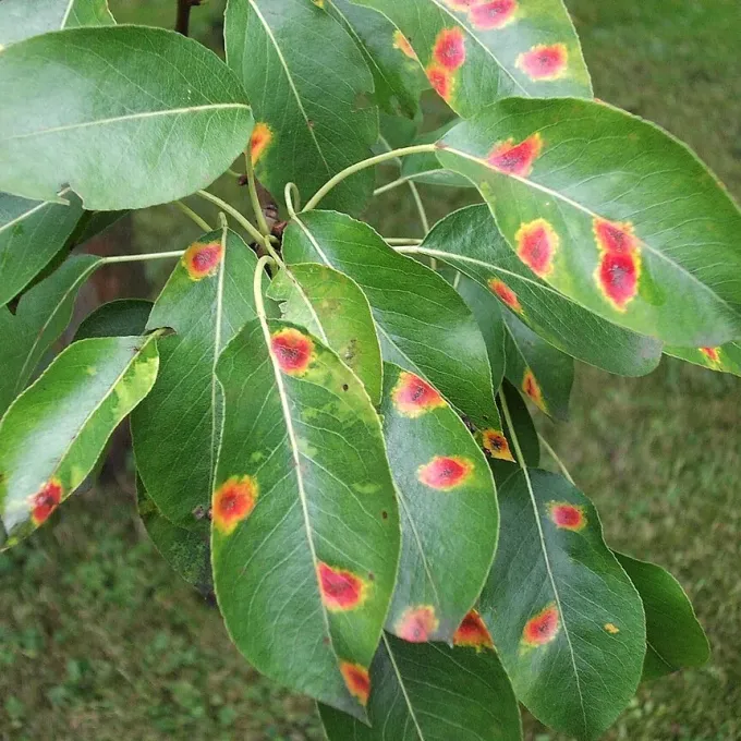 Pear rust