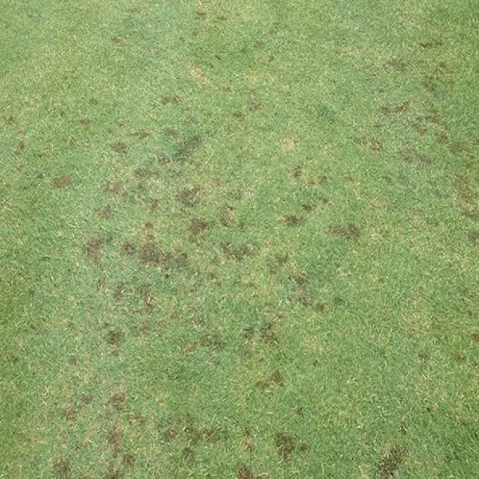 Curvularia leaf spot