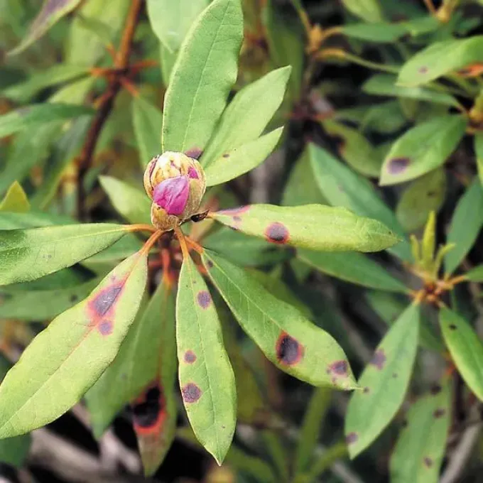 Corineum leaf spot of rhododendron