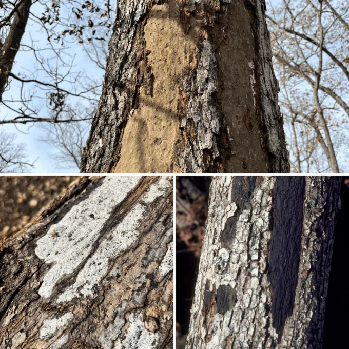 Гіпоксилоновий рак платана