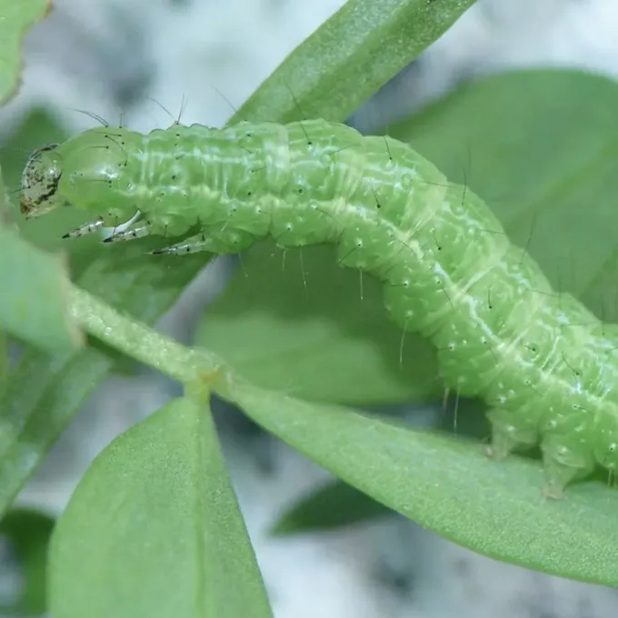Entomophthora gammae infection