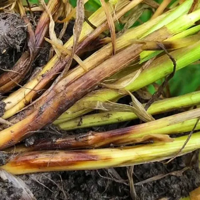Fusarium root rot