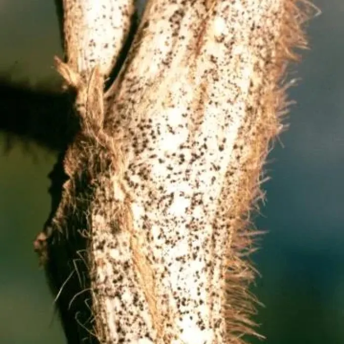Soybean anthracnose