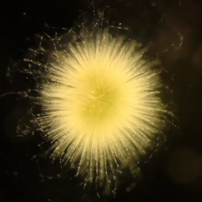 Gloeotrichia