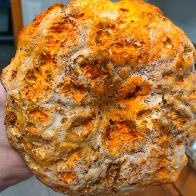 Hypomyces