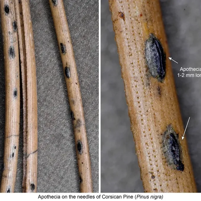 Lophodermella needle cast