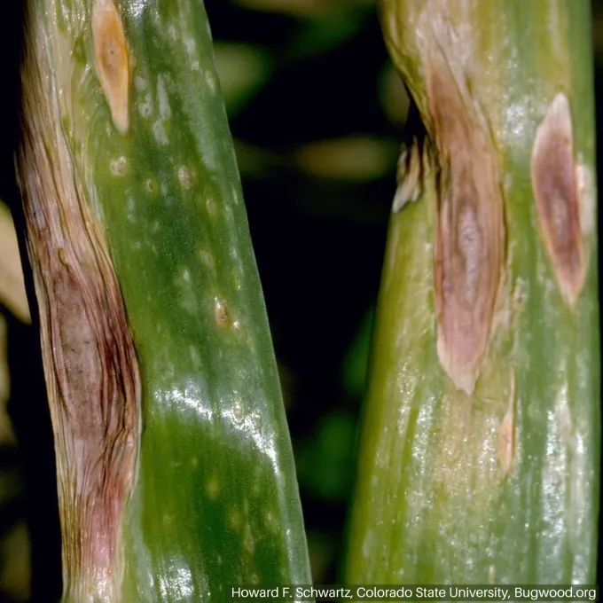 Onion leaf spot