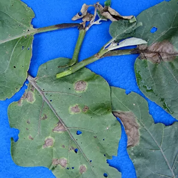 Phomopsis blight of eggplant