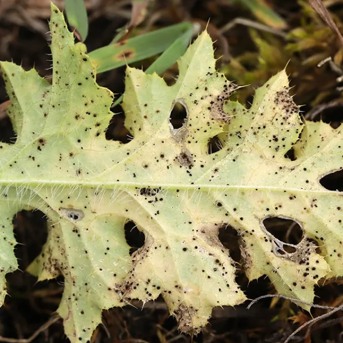 Musk thistle rust