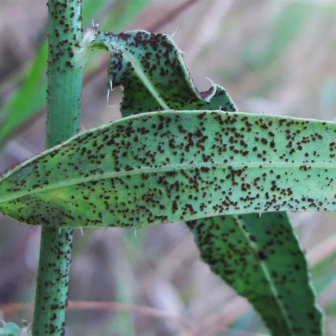 Chondrilla rust