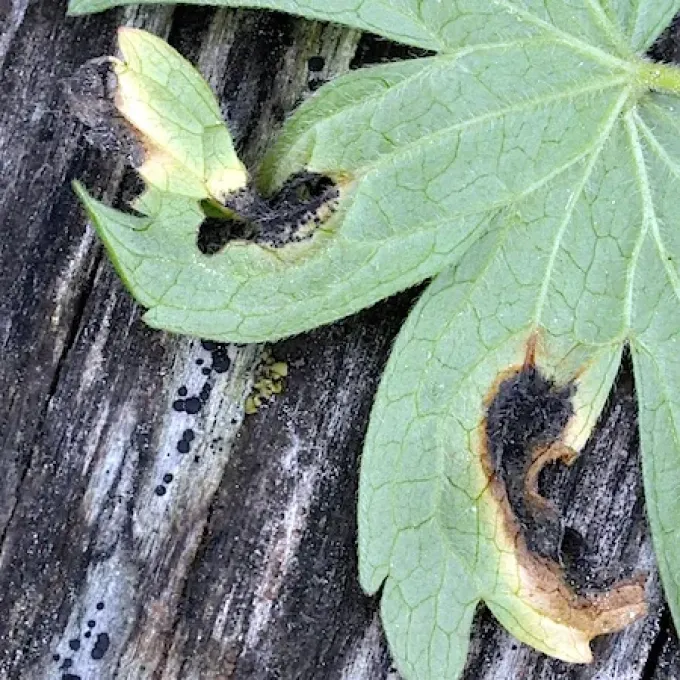 Puccinia leveillei
