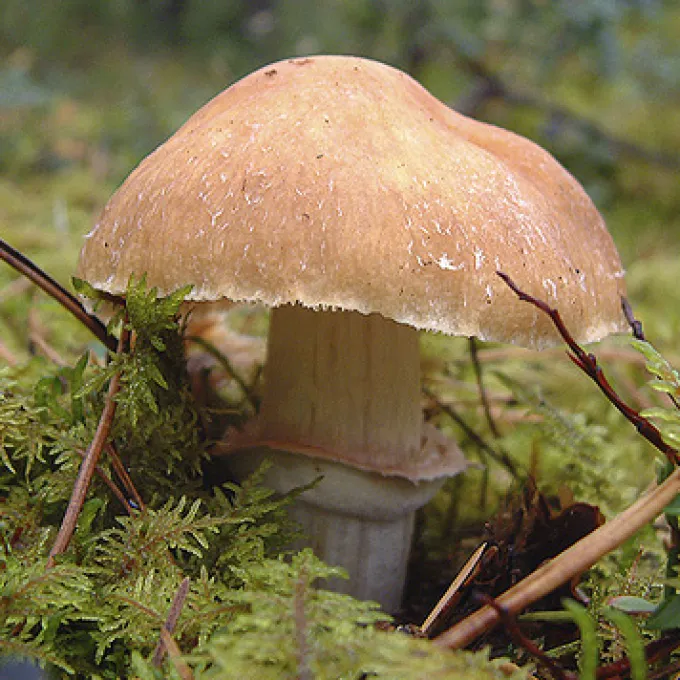 Gypsy mushroom