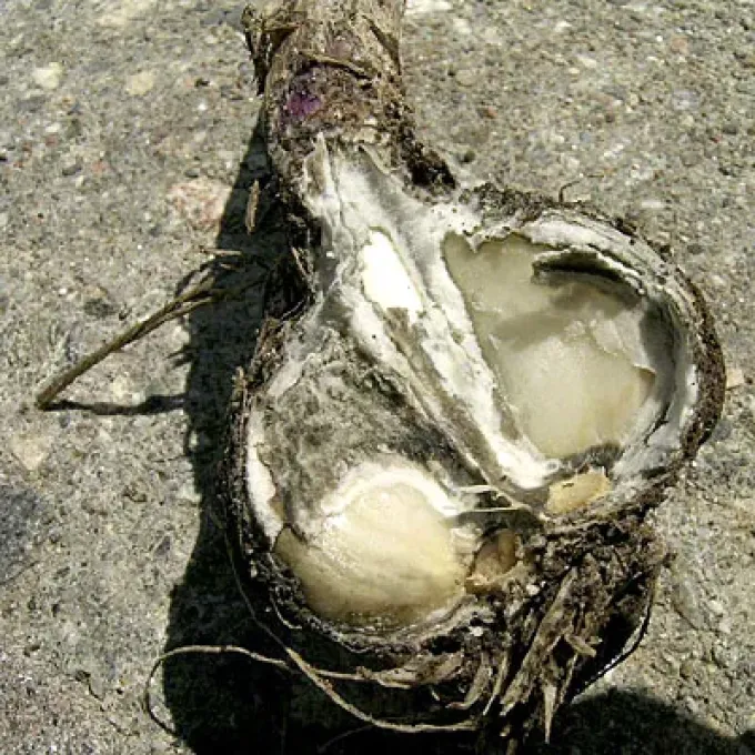 White rot of onion